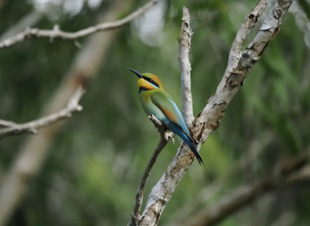 Photo of a tropical multicolored bird sitting on a tree branch.