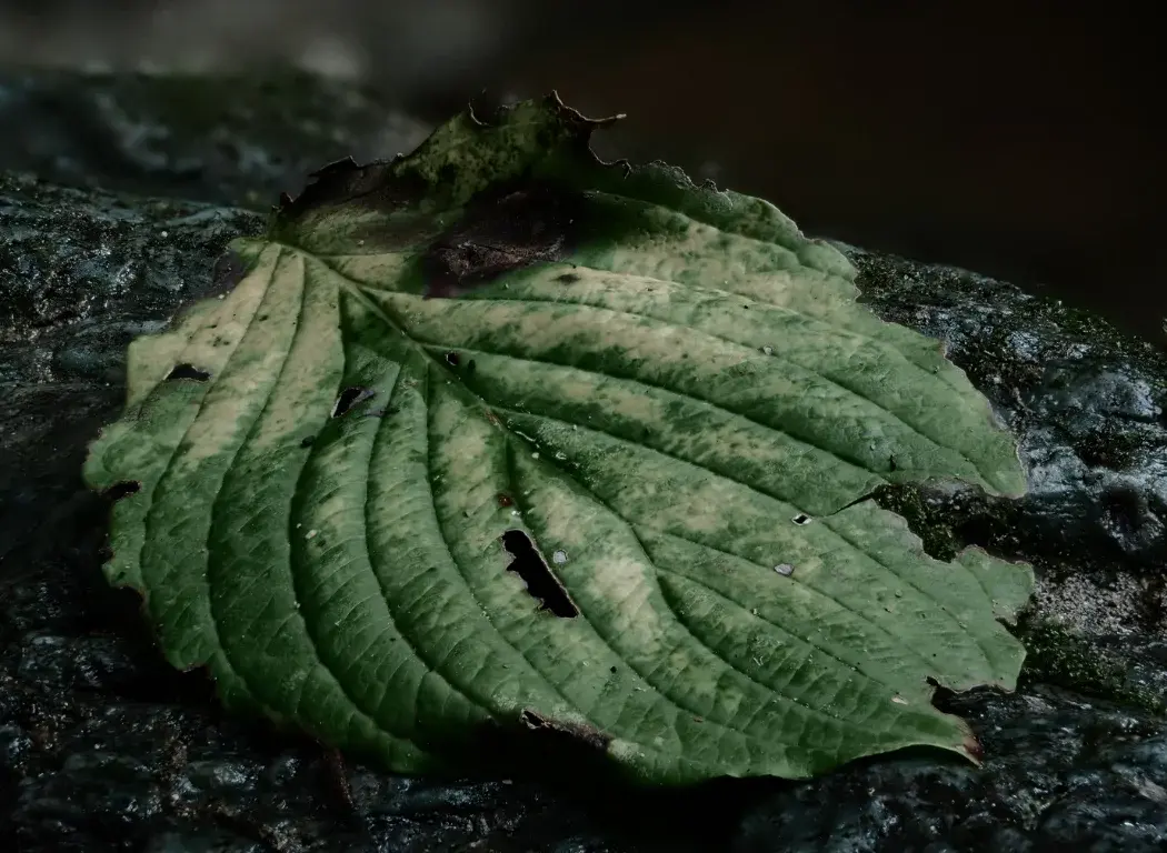 A shot using the Focus Stacking feature built into the OM SYSTEM OM-3 camera of a leaf on a rock.