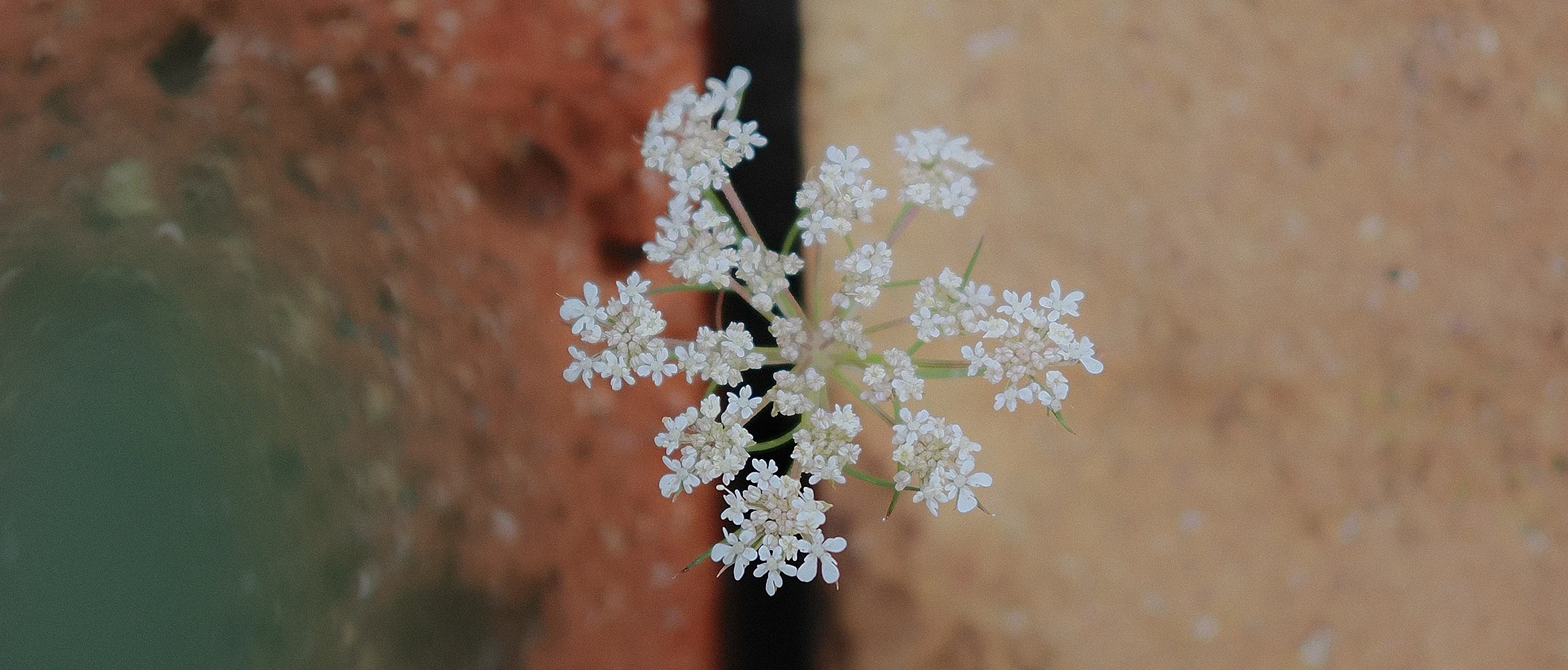 Phot of a flower coming up between two concrete blocks, shot with the OM SYSTEM OM-3.