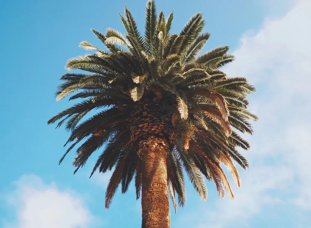 Photo of a Palm tree shot with the OM SYSTEM OM-3.